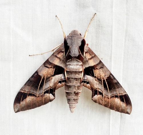 Typhon Sphinx photo 3
