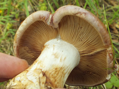 Phlegmacium balteatocumatile