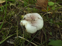 Russula gracillima
