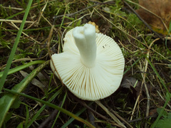 Russula gracillima