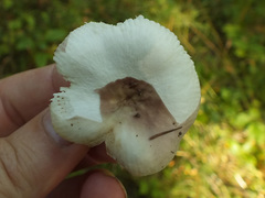 Russula gracillima