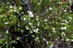 Phylica debilis debilis