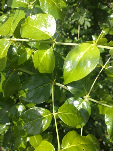 Azima sarmentosa (Azima sarmentosa)