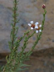 Phymaspermum