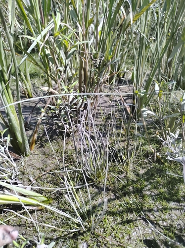 Image of Eleocharis aestuum by no rights reserved