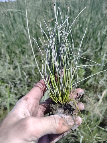 Image of Eleocharis aestuum by no rights reserved