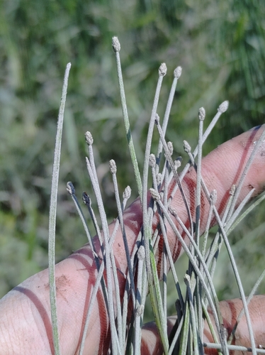 Image of Eleocharis aestuum by no rights reserved