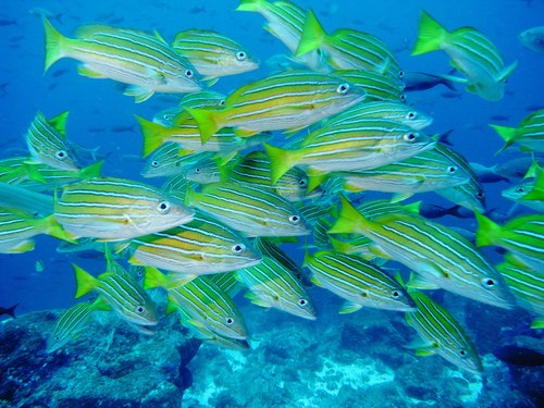Blue-and-gold Snapper