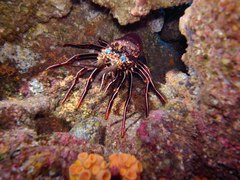 Panulirus penicillatus