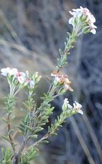 Eriocephalus brevifolius