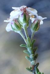 Eriocephalus brevifolius