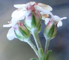 Eriocephalus brevifolius