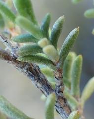 Eriocephalus brevifolius