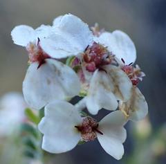 Eriocephalus brevifolius