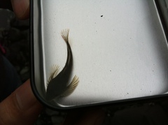 Oligocottus maculosus