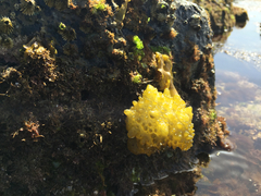 Colpomenia tuberculata