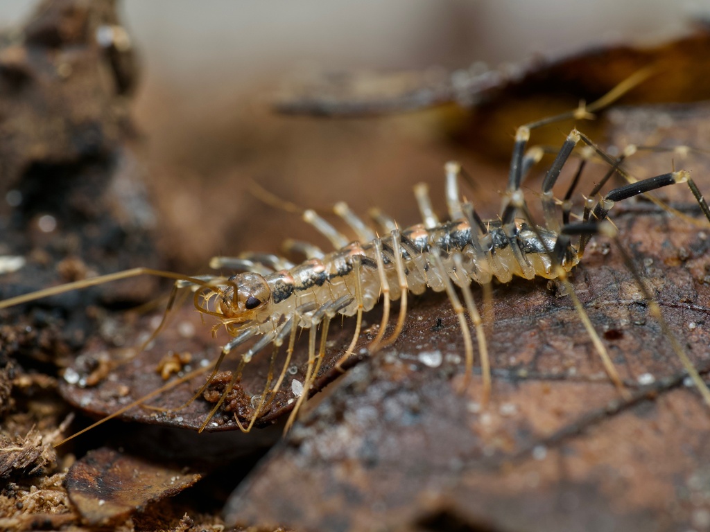 Orange-spotted House Centipede