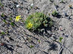 Crassothonna capensis