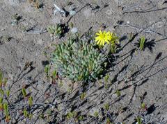Crassothonna capensis