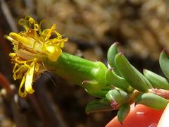 Senecio acutifolius