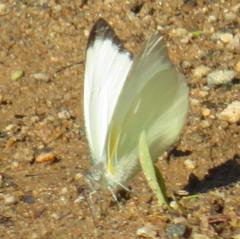 Appias epaphia contracta