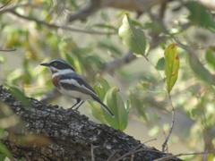 Batis molitor molitor