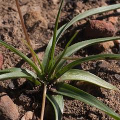 Pauridia serrata serrata