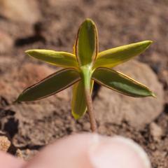Pauridia serrata serrata