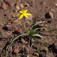 Pauridia serrata serrata
