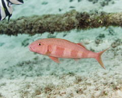 Rosy Goatfish photo 1