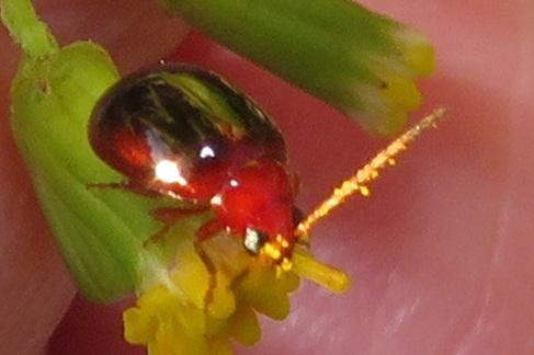Monolepta marginella