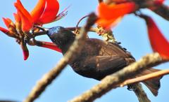Chalcomitra senegalensis gutturalis