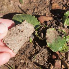 Pelargonium asarifolium