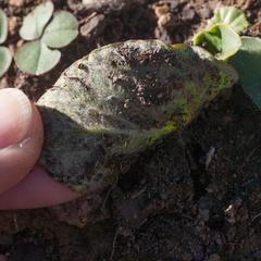 Pelargonium asarifolium