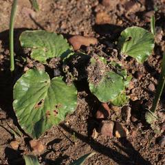 Pelargonium asarifolium