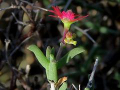 Mestoklema tuberosum