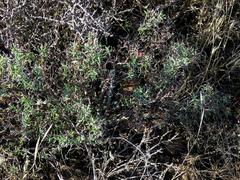 Mestoklema tuberosum