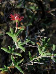 Mestoklema tuberosum