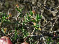 Mestoklema tuberosum