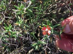 Mestoklema tuberosum