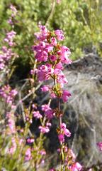 Erica lateralis