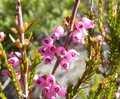 Erica lateralis
