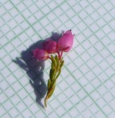 Erica lateralis