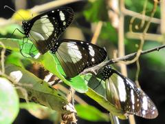 Amauris ochlea ochlea