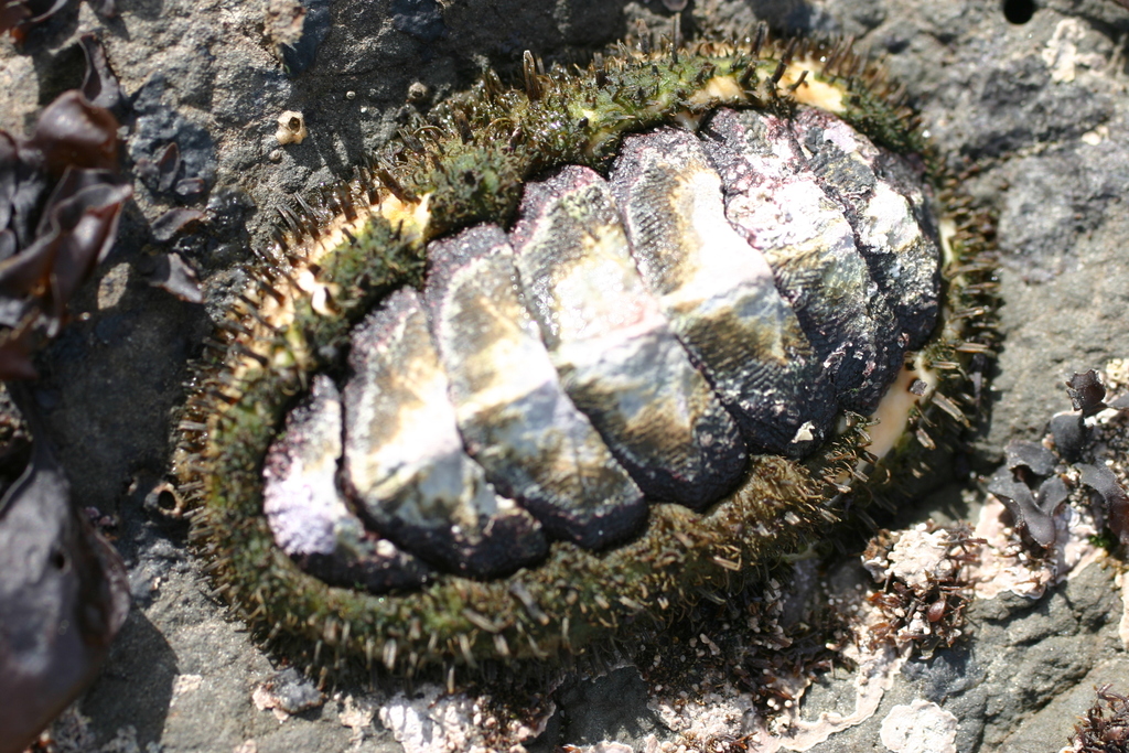 Quitones (Intermareal mediterráneo. Mediteranean Intertidal.) · iNaturalist