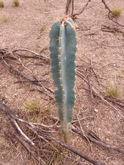 Cereus