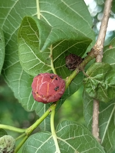Image of Maclura tinctoria by no rights reserved