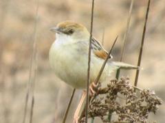 Cisticola galactotes galactotes