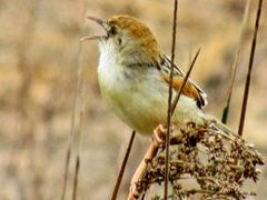 Cisticola galactotes galactotes