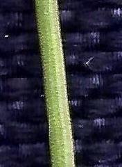 Hypodiscus striatus